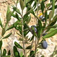 olive leaf photo 2 grande